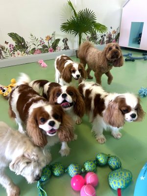 5 caboodles in the Cessnock dog daycare room