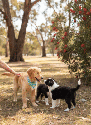 Three puppies meeting at the park