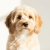 WoofSpark Insider - Cavoodle Care - premium dog care product